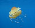 images/trips/tour3/07_Underwater_Lastovo.jpg